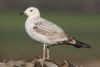 Caspian Gull at Private site with no public access (Steve Arlow) (69669 bytes)